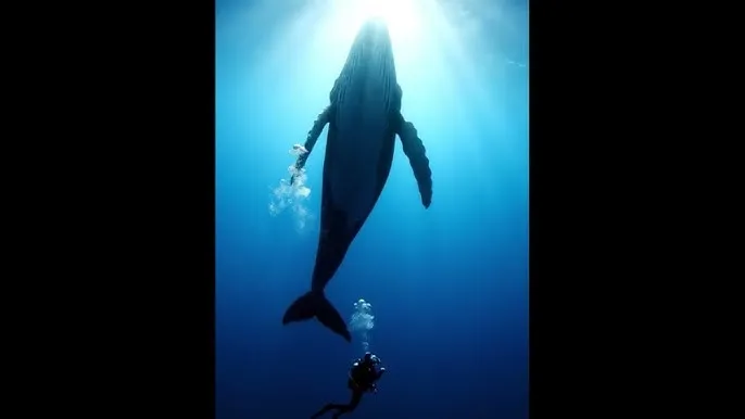 师父是全派的炉鼎TXT下载 - 深蓝星球：探索海洋深处的未知世界